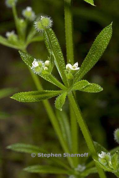 galium aparine 2 graphic